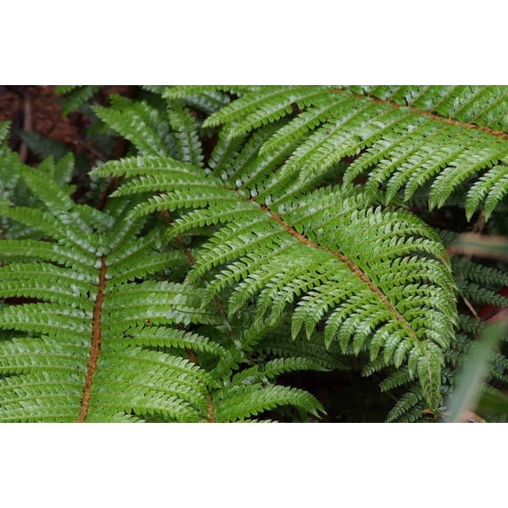 3 TASSEL FERN - Original - 4" Potted Plant - Live Plant