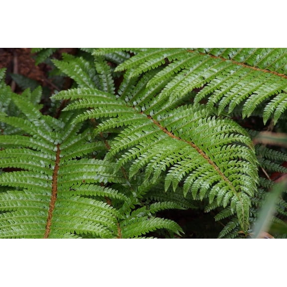 3 TASSEL FERN - Original - 4" Potted Plant - Live Plant