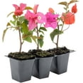 thumbnail image 1 of 3 Temple Fire Bougainvillea, Live Plants – Compact Red Blooms, Thriving in 2.5" Nursery Cubes, 1 of 5