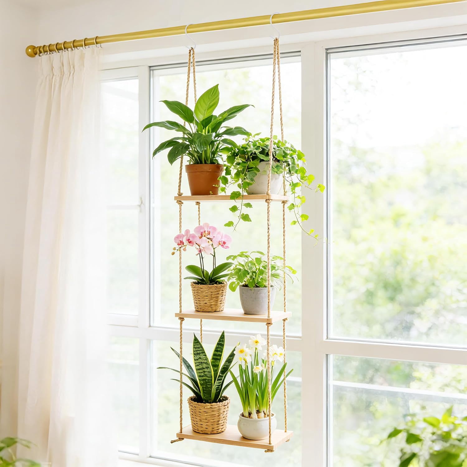 sansevieria moonshine gre Sansevieria Moonshine Snake Plant