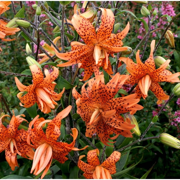 3 Tiger Lilies Bulbs Turks Cap Lily Lilium Superbum Bare Roots