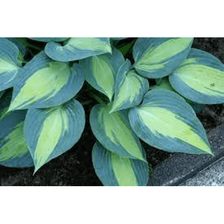 3 Touch Of Class Bareroot Hosta