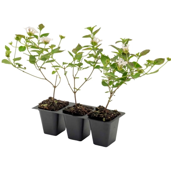 3 Trailing White Lantana – Cascading White-Flowering Evergreen Shrub for Groundcover, Containers & Hanging Baskets (Lantana montevidensis ‘Alba’) in 2.5″ Cubes, Live Plants