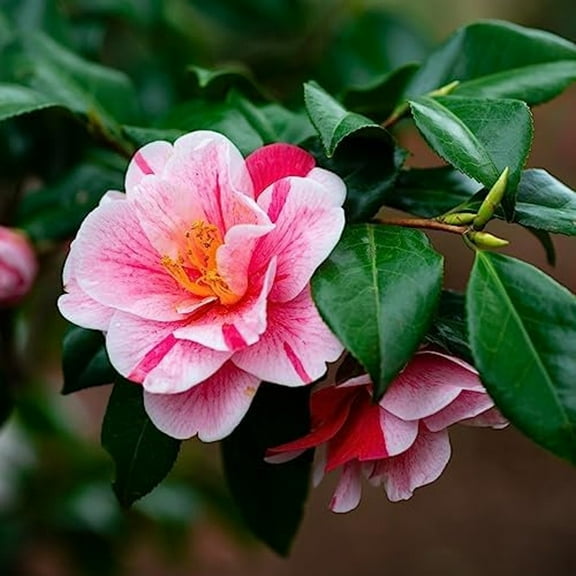 3 Tri Color Camellia in 4 inch pots