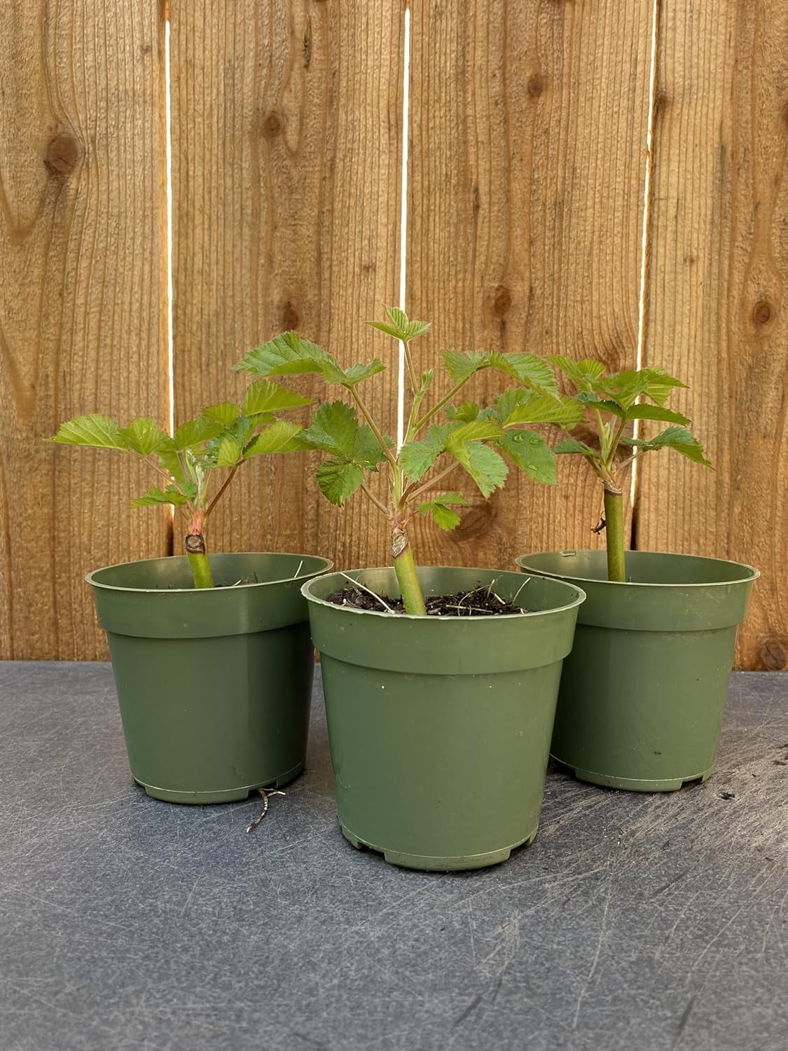 3 Triple Crown BlackBerry Plants, Thornless, Live BlackBerry Plant, Thriving Inside 4” Nursery
