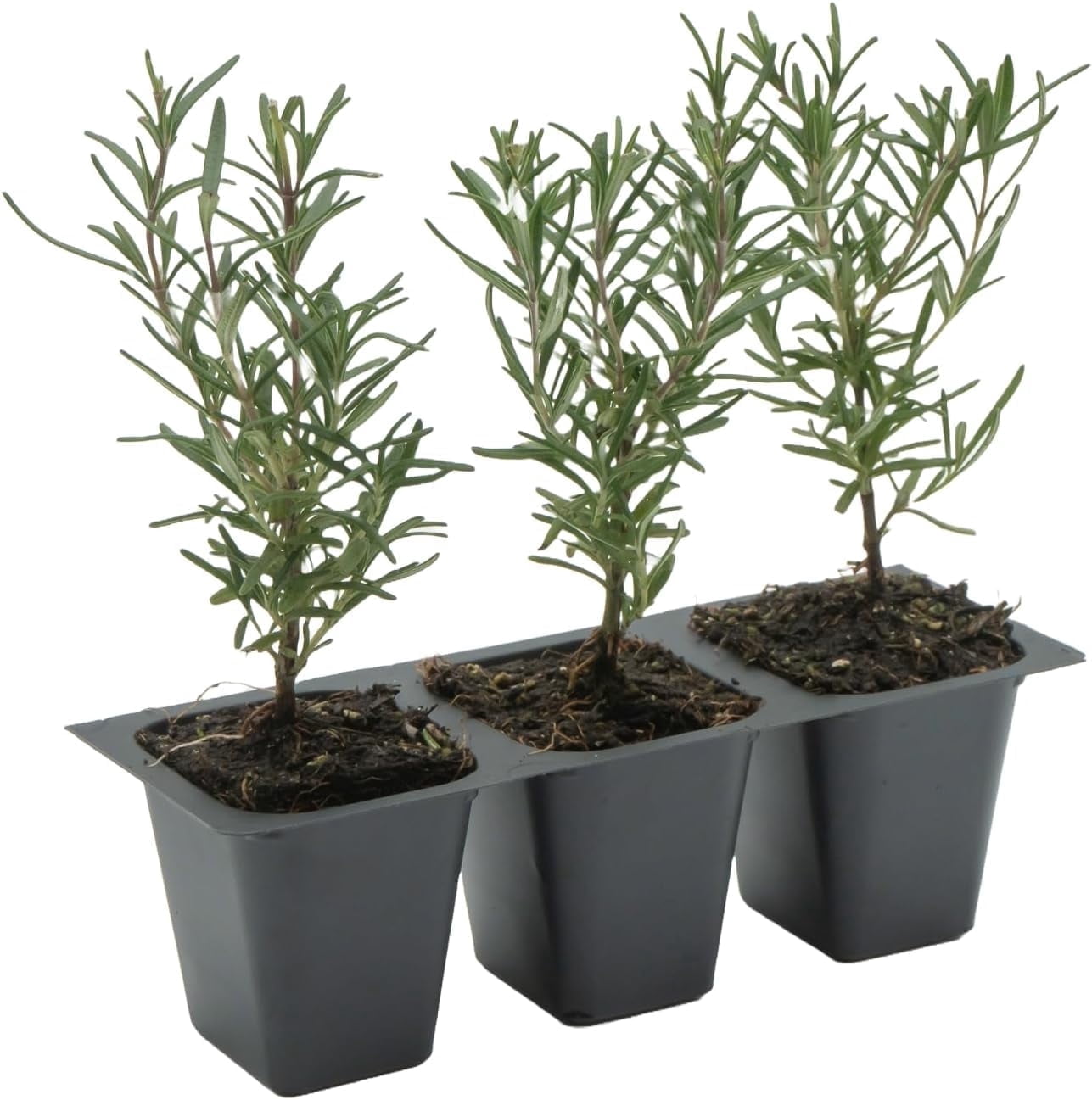Tuscan Blue Rosemary Live Plants in 2.5” Nursery Pots – Aromatherapy Herb for Cooking