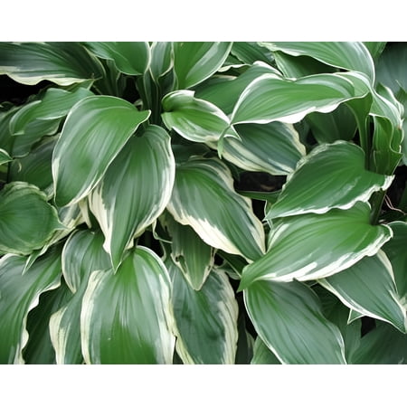 3 Undulata Albomarginata Hosta Bareroot