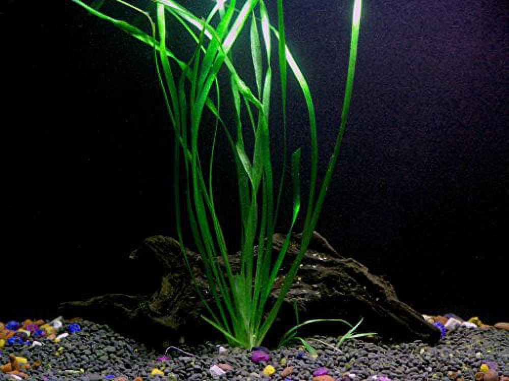 3 Vallisneria Italian Bunches - Beginner Tropical Live Aquarium Plant