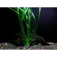 thumbnail image 1 of 3 Vallisneria Italian Bunches - Beginner Tropical Live Aquarium Plant, 1 of 2