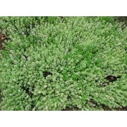 3 Variegated Lemon Thyme Plant   Smells Like Lemon/Tastes Like Lemon   4  Pot