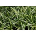 thumbnail image 1 of 3 Variegated Spider Plant - Easy to Grow - Cleans the Air - 4" Pot, 1 of 3