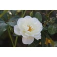 thumbnail image 1 of 3 Victory White Camellia in 4 inch pots, 1 of 4