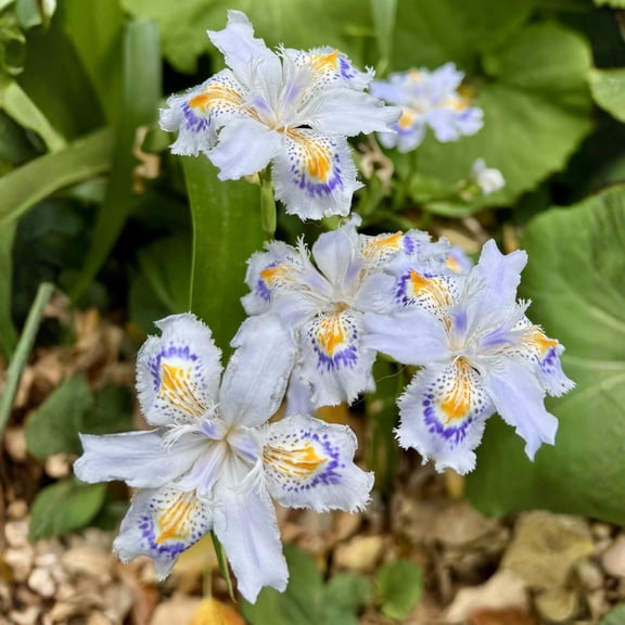 3 Walking Iris Plants, 4-6 Inch White Iris Flower Plant Roots for Outdoor Planting, Ready to Grow
