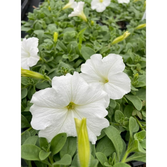 3 Wave Petunia Plants, White 3.5" pots- Deer Resistant!! Attracts butterflies, hummingbirds.