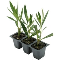 3 White Oleander Shrubs | Live Plants in 2.5-inch Nursery Cubes | “Sister Agnes” Variety | Deer-Resistant Evergreen Perennial | Stunning White Blooms for Outdoor Hedges & Garden Landscaping