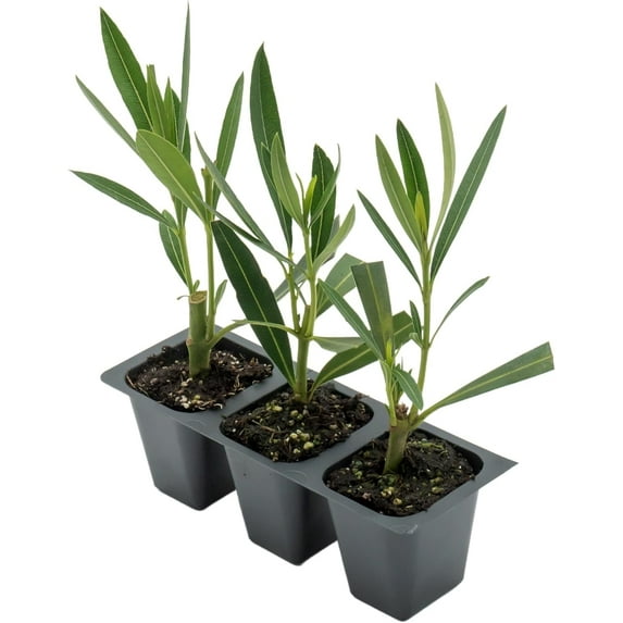 3 White Oleander Shrubs | Live Plants in 2.5-inch Nursery Cubes | “Sister Agnes” Variety | Deer-Resistant Evergreen Perennial | Stunning White Blooms for Outdoor Hedges & Garden Landscaping