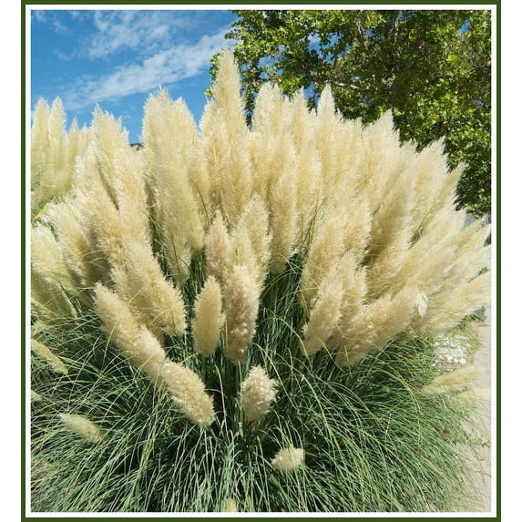 3 White Pampas Grass plants in separate 4 inch pots
