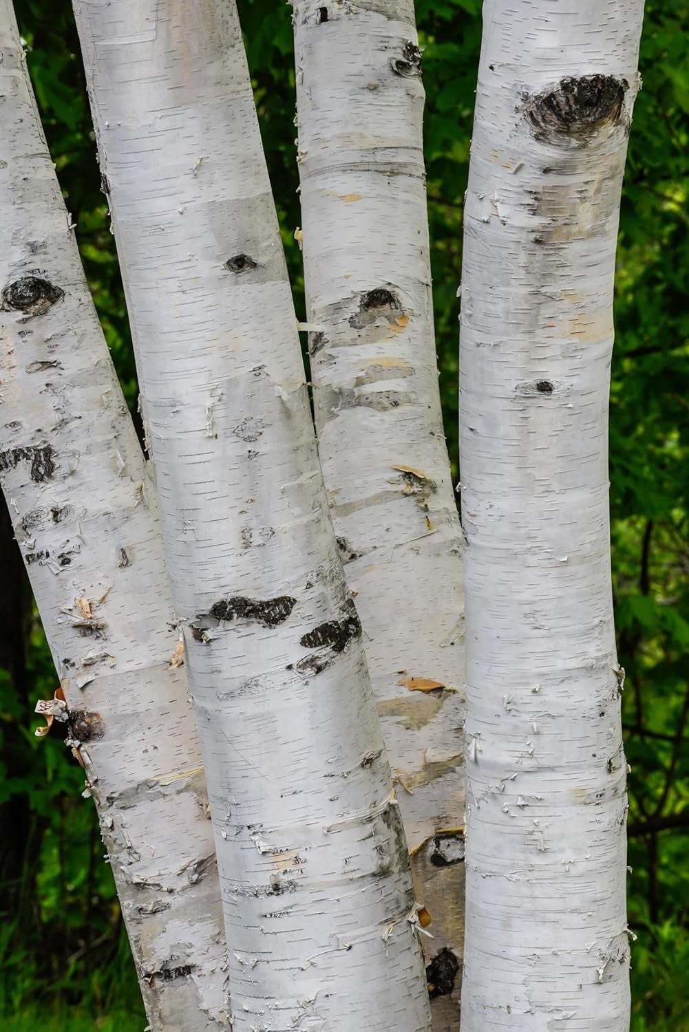 CZ 3 Grain White Paper Birch Plant Seeds, Fast Growing