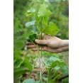 thumbnail image 1 of 3 White Sweet Potato Slips for Planting - Grow Your Own Tasty Sweet Potatos (3 Slips) Yams, 1 of 3