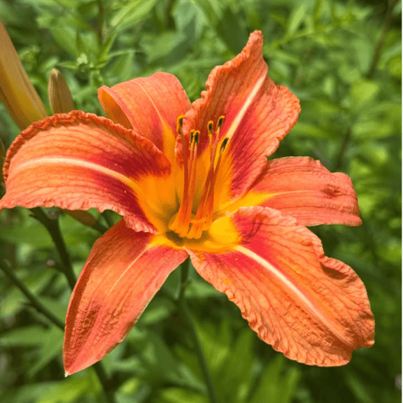 3 Wild Orange Daylily Root, Hardy Outdoor Perennials for Colorful Summer Blooms, Outdoor Gardening
