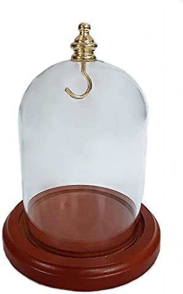 3 X 4 Glass Display Dome Cloche With And Hook With Walnut Stained Base