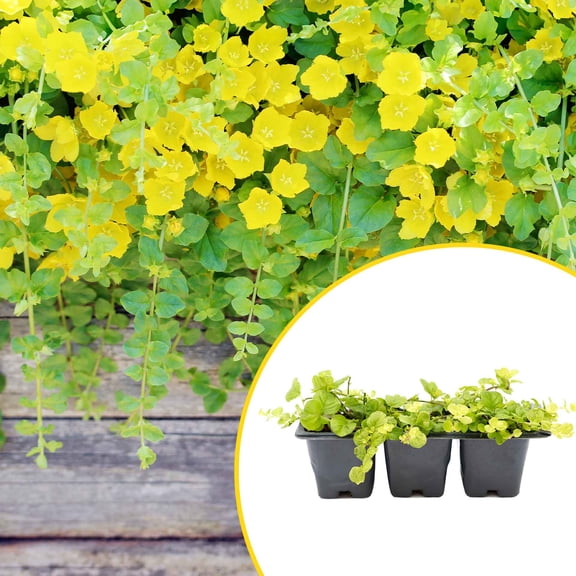 3 Yellow Moneywort Plants in 2.5” Cubes | Live Evergreen Trailing Groundcover with Golden Foliage | Fast-Spreading Perennial for Borders, Containers & Landscapes (Lysimachia nummularia ‘Aurea’)