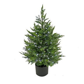 Cypress Christmas Trees