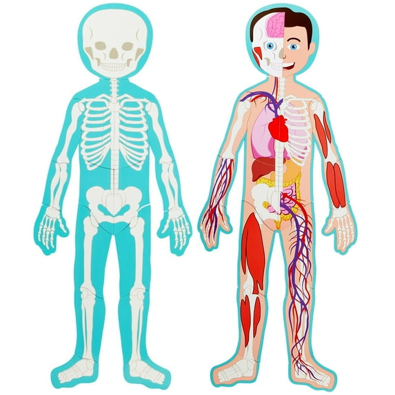 3 ft Large Magnetic Human Body Puzzle for Kids - Double-Sided Skeleton Floor Puzzles for Learning Anatomy, Body Parts Organs Model