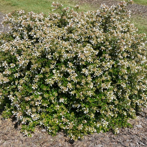 3 gal. Abelia Apple Perfection Shrub with White Flowers