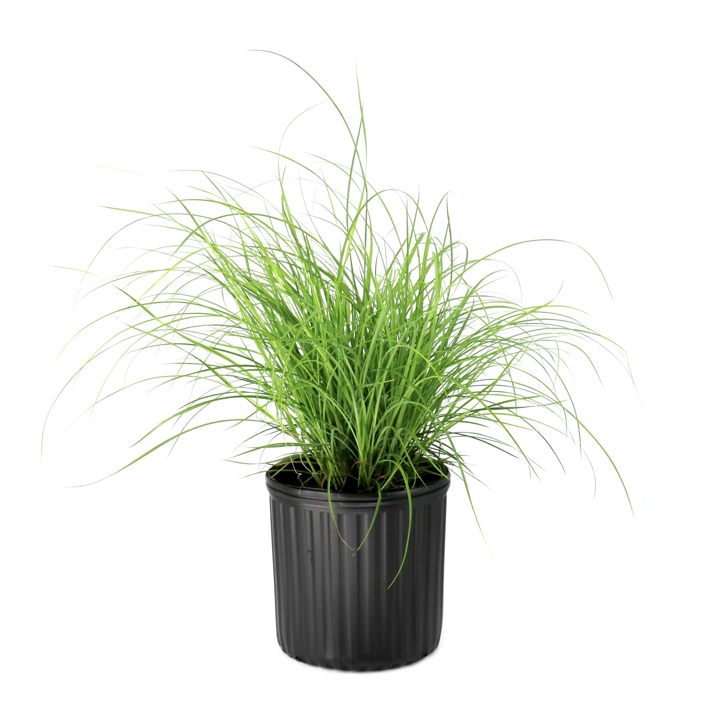 3 gal. Adagio Grass Plant