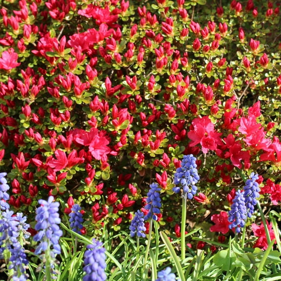 3 gal Azalea Massasoit Live Shrub Condition with Partial Sun Shade