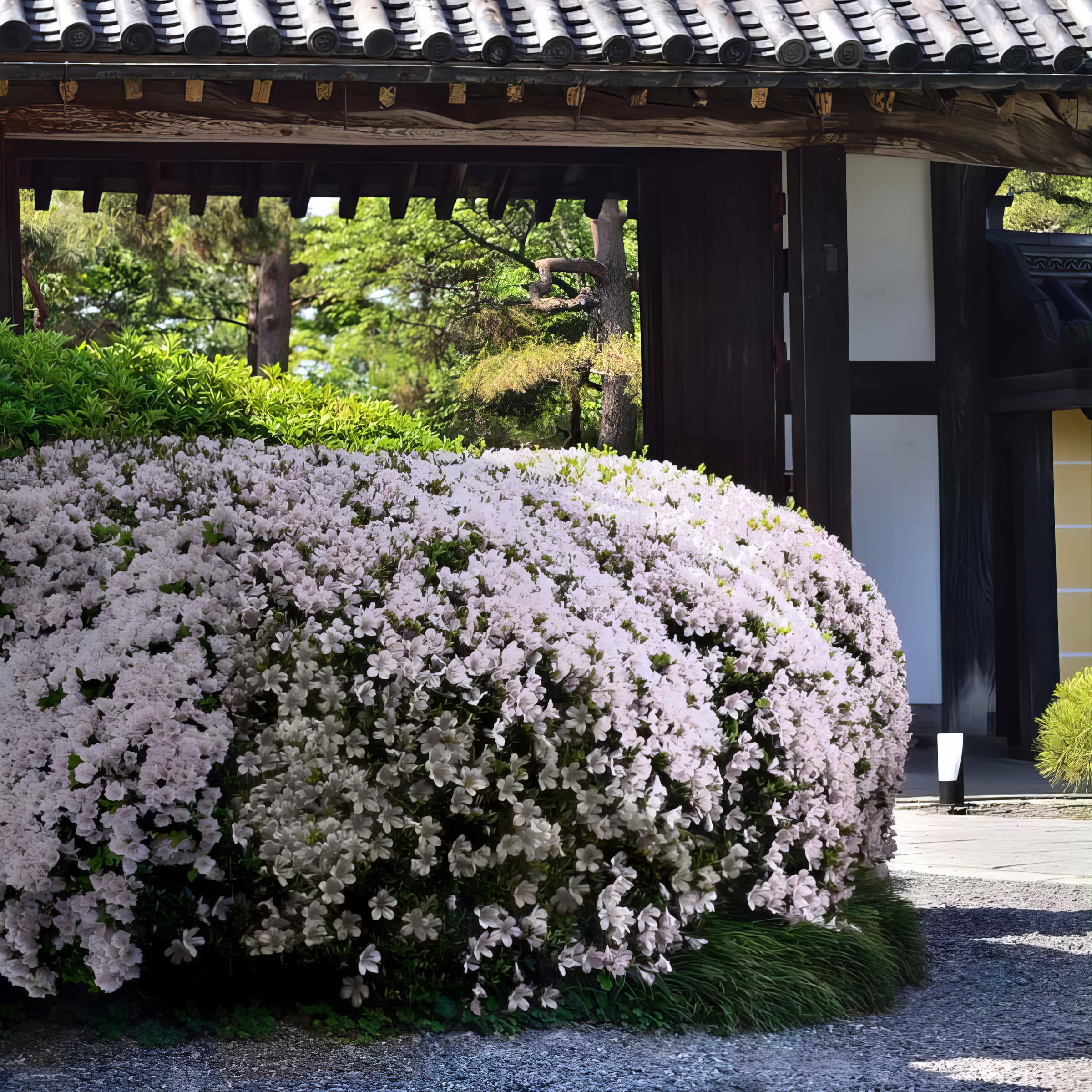 3 gal Azalea Snow Live Shrub with Partial Shade Conditions