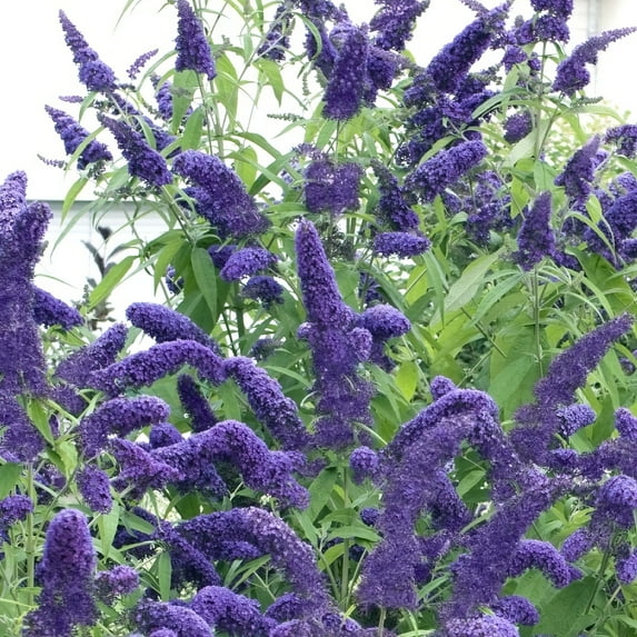3 gal. Buddleia True Blue Shrub with Blue Flowers
