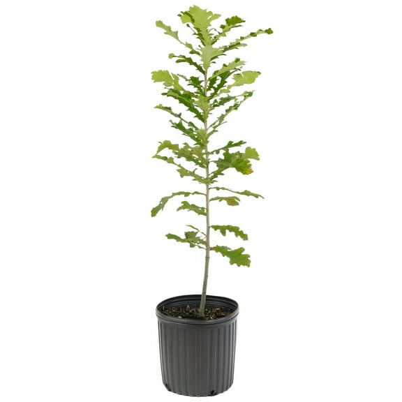 National Plant Network 3-gal Bur Oak Live Tree with Full Sunlight