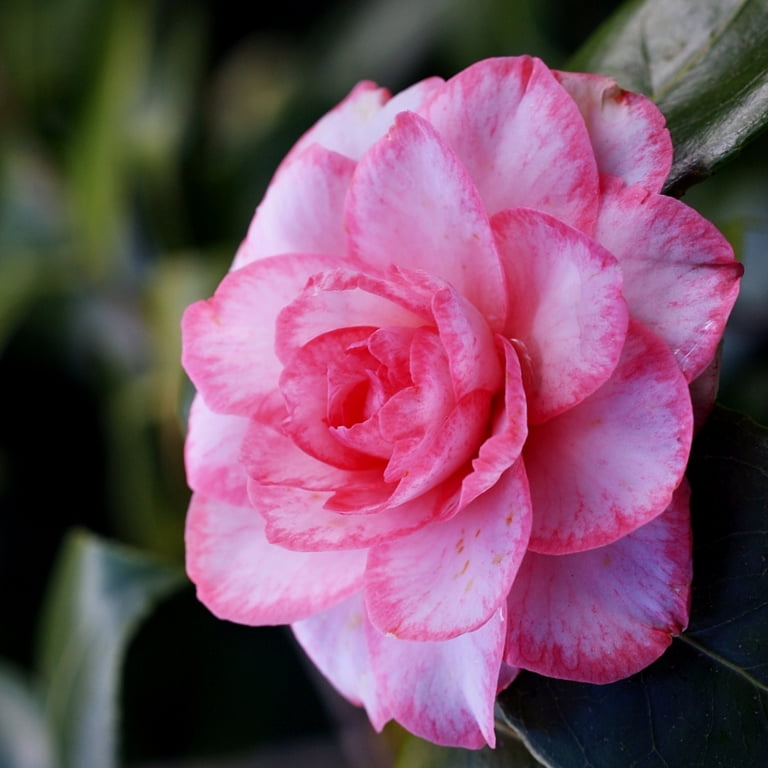 National Plant Network 3 gal. Camellia Leslie Ann Shrub with White