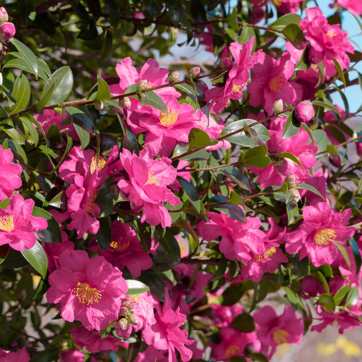 3 gal. Camellia Rose of Autumn Shrub with Pink Flowers 3 gal. Camellia Rose of Autumn Shrub with Pink Flowers