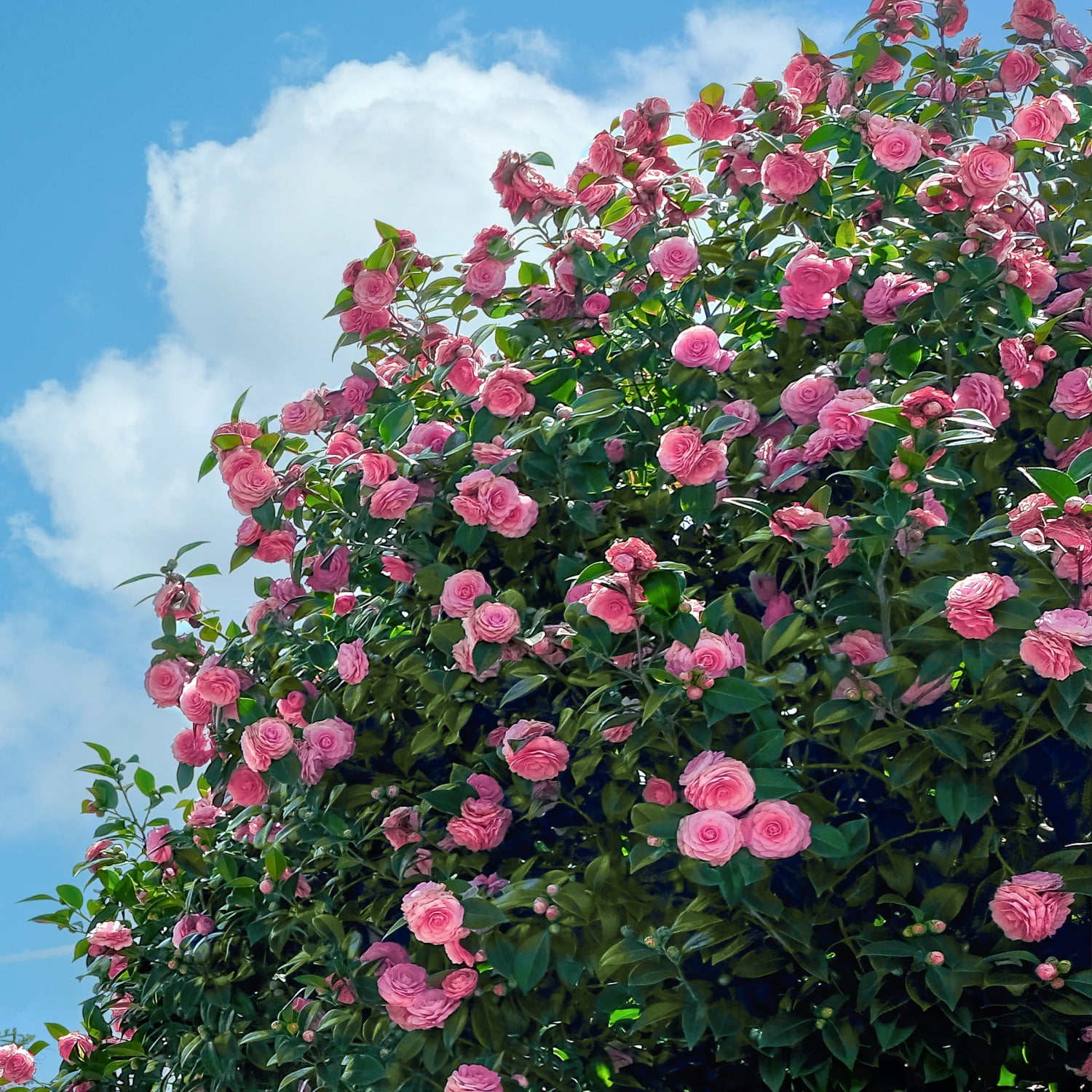 3 gal. Camellia Susy Dirr Shrub with Pink Flowers - Walmart.com