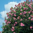 thumbnail image 1 of 3 gal. Camellia Susy Dirr Shrub with Pink Flowers, 1 of 7