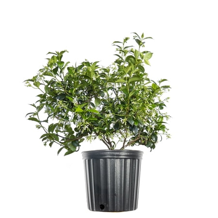 3 gal. Confederate Jasmine - Fragrant Blooms - Beautiful Vining Plant