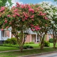 thumbnail image 1 of National Plant Network 3 gal Crape Myrtle Miami Live Shrub with Pink Flowers Full Sun, 1 of 12