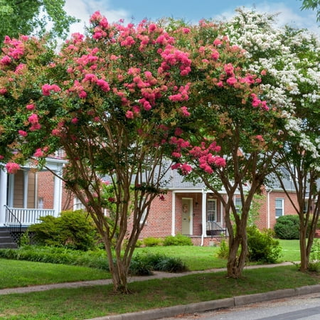 National Plant Network 3 gal Crape Myrtle Miami Live Shrub with Pink Flowers Full Sun