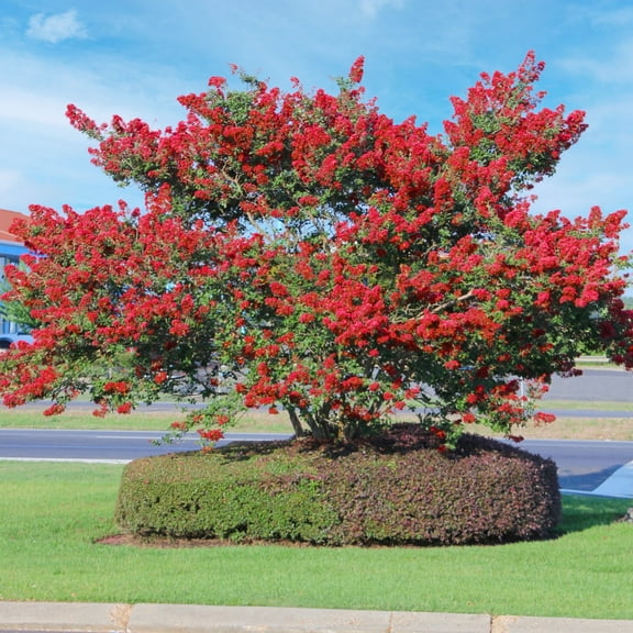 3 gal. Crape Myrtle Miss Frances Shrub with Pink Flowers