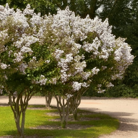 National Plant Network 3 gal. Crape Myrtle Natchez Shrub with White Flowers