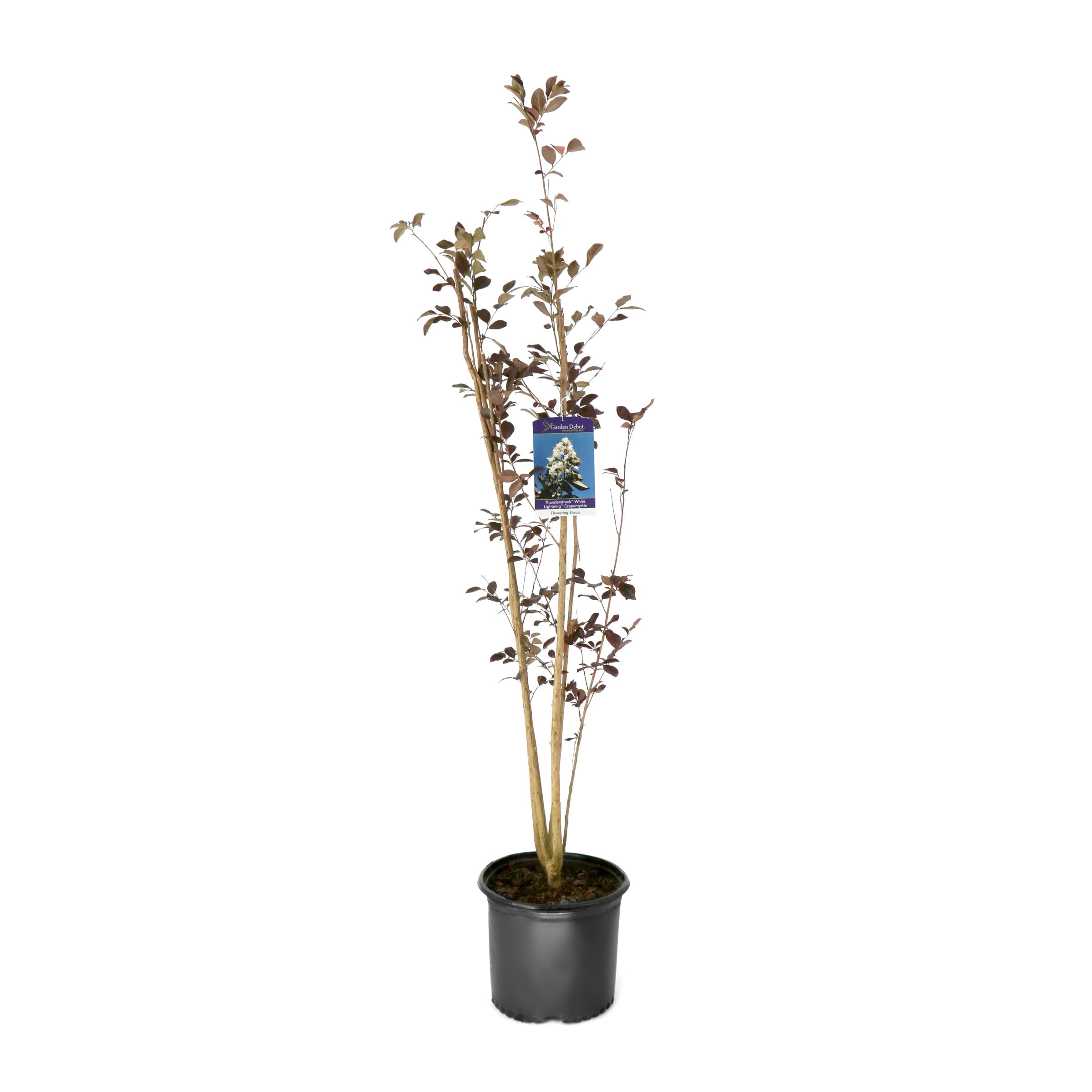 3 gal. Crape Myrtle Thunderstruck White Lightning Tree