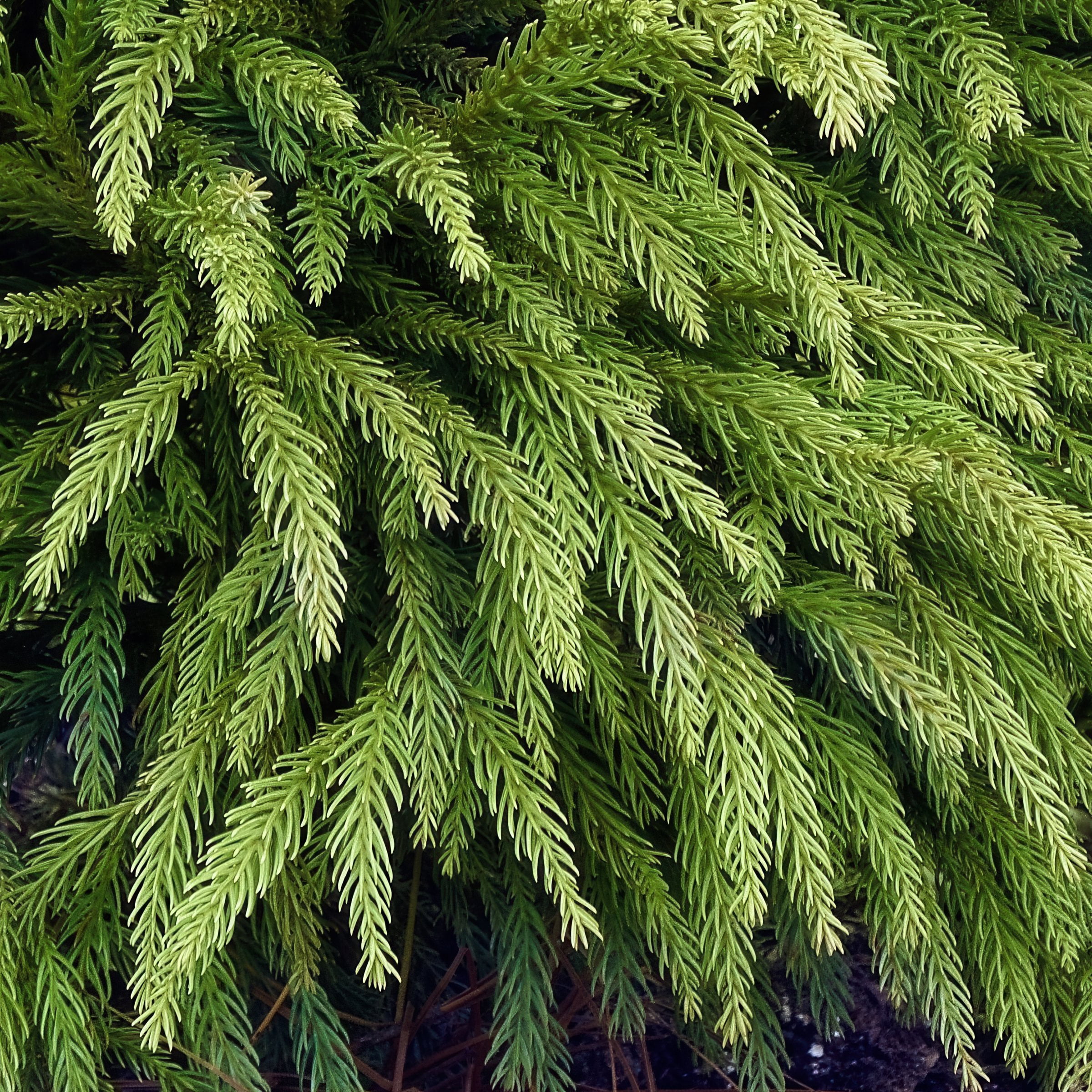 National Plant Network 3 gal Cryptomeria 'Globosa Nana' Live Shrub