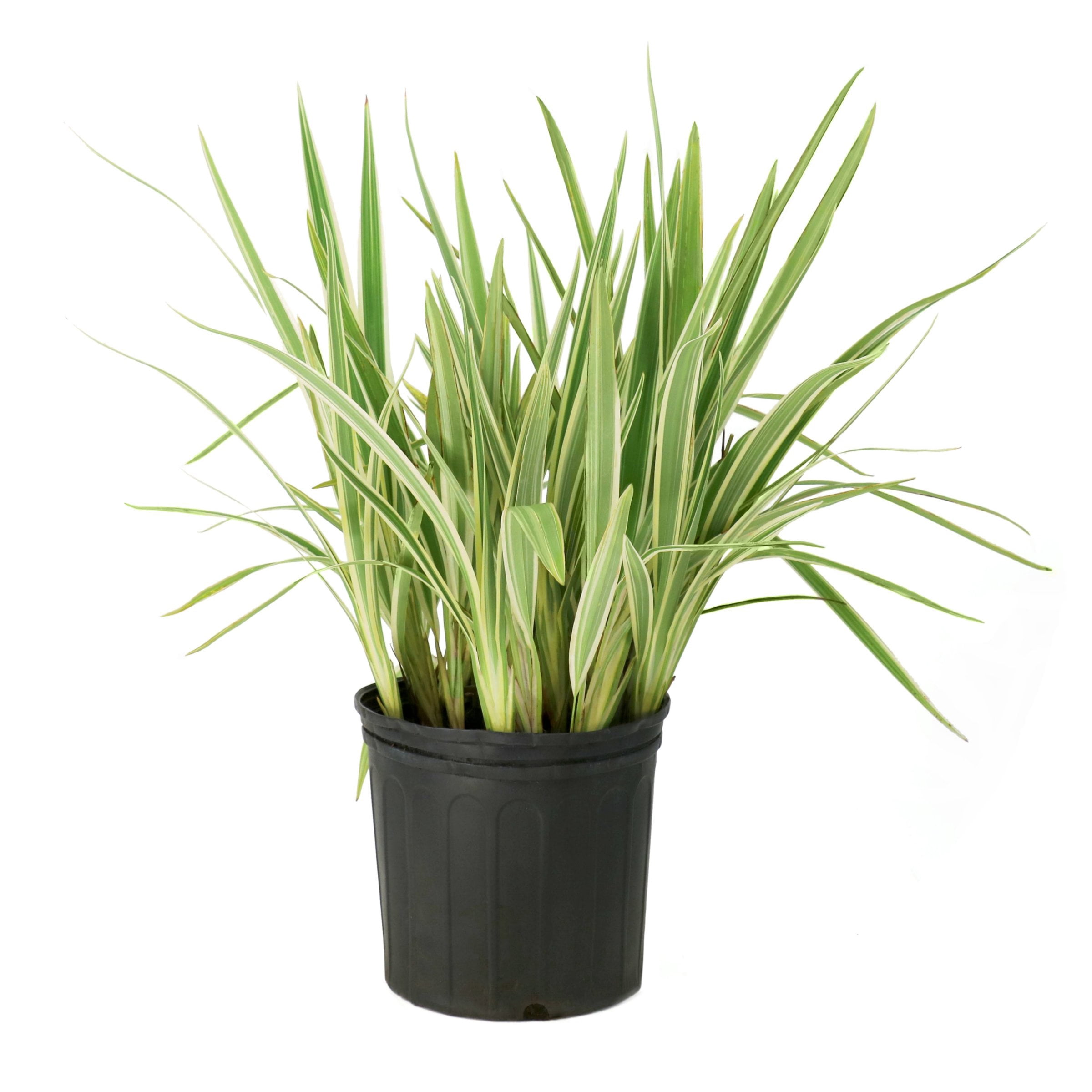 3 gal. Dianella Flax Lilly Plant