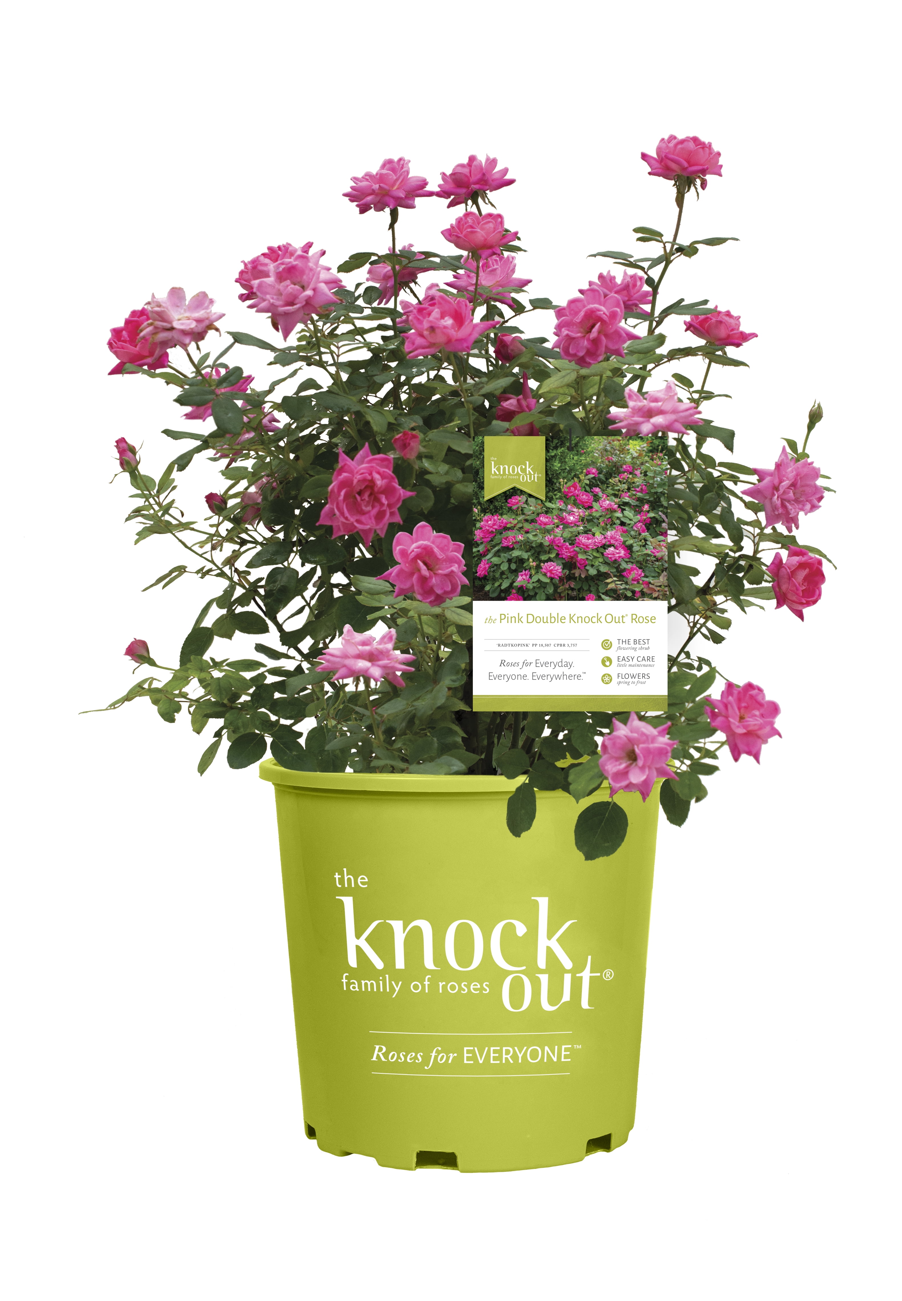 3 gal Double Knock Out® Pink Rose - Pink Blooms - Live Shrub With Full ...