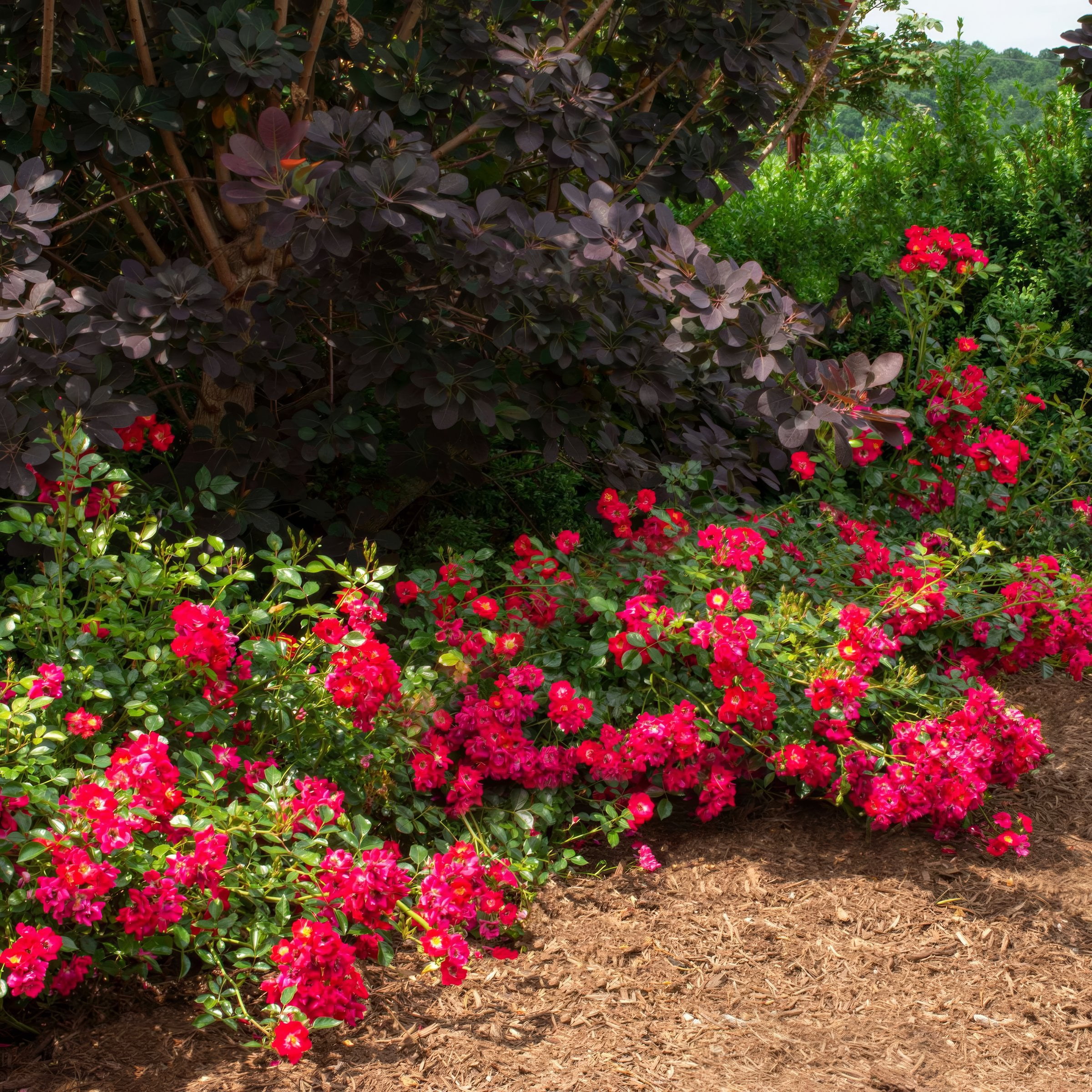 National Plant Network 3 gal Drift Rose Red Live Shrub Conditions in Full Sun with Red Flowers