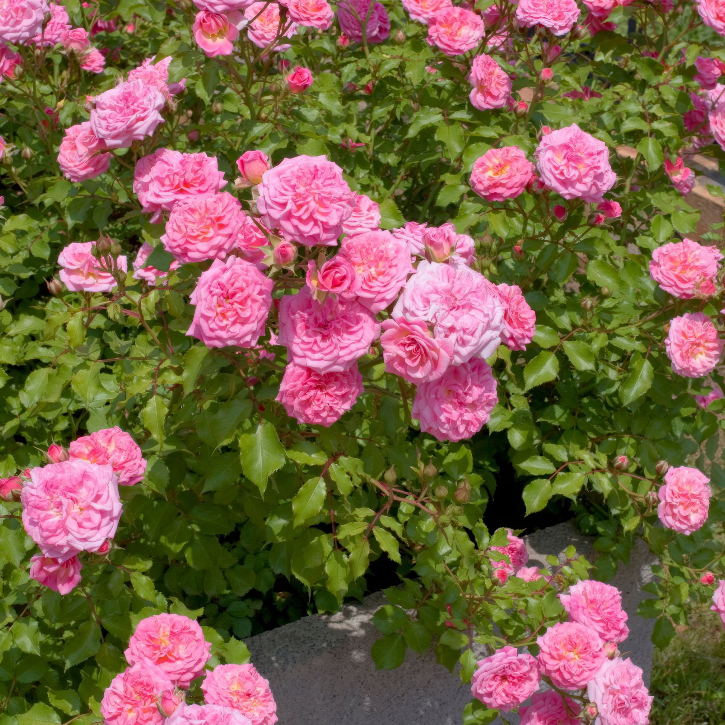 3 gal Drift Rose Sweet with Pink Flowers