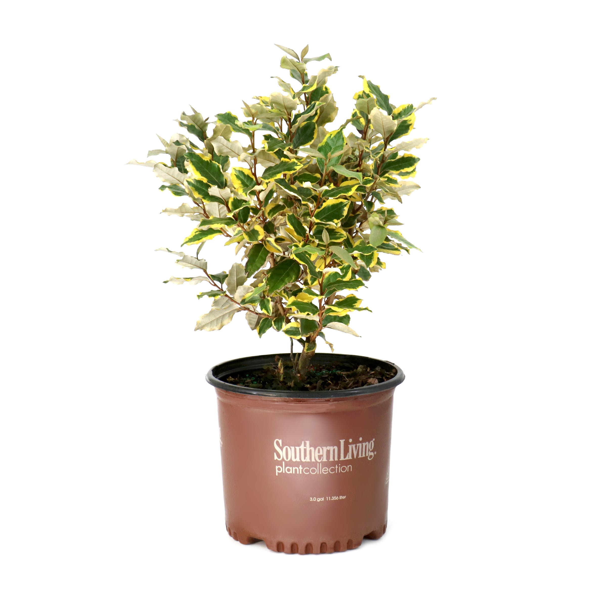 3 gal. Elaeagnus Olive Martini